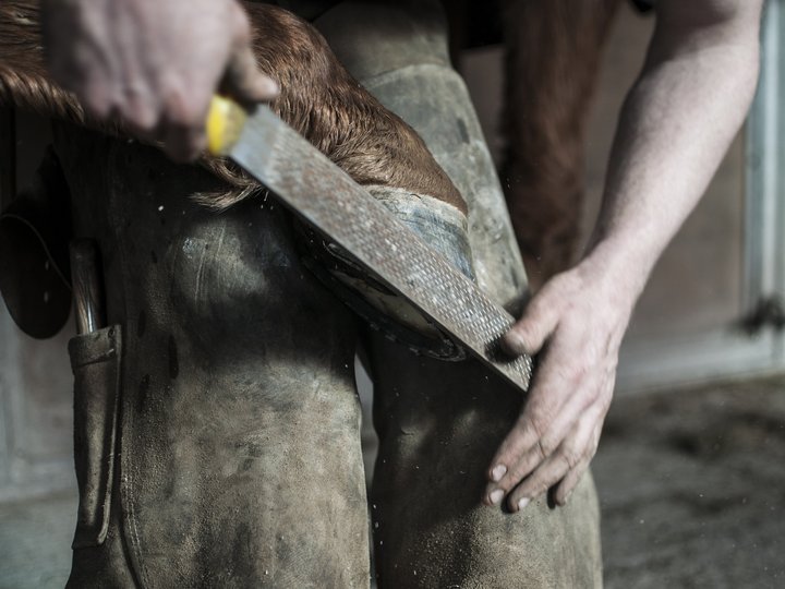 Schmiede und Schlosser Hufschmied feilt Huf eines Pferdes in Werkstatt