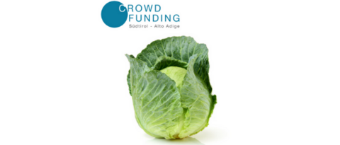 Unternehmensentwicklung Kopf eines frischen grünen Kohls unter Crowdfunding Südtirol Alto Adige Logo