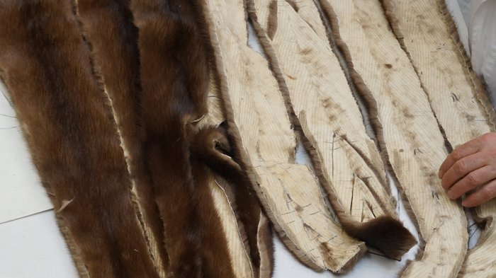 Kürschner Person legt zugeschnittene Felle für Bekleidungsherstellung aus